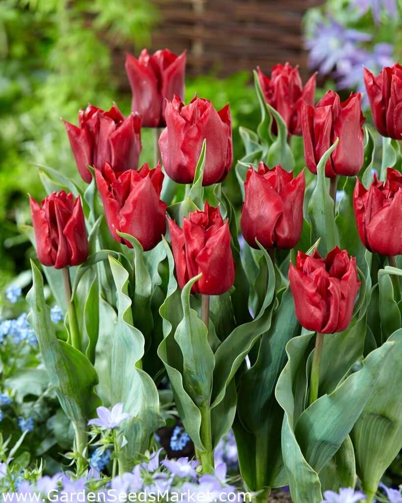 Tulipán Robinho - 5 piezas – Garden Seeds Market | Envío gratis