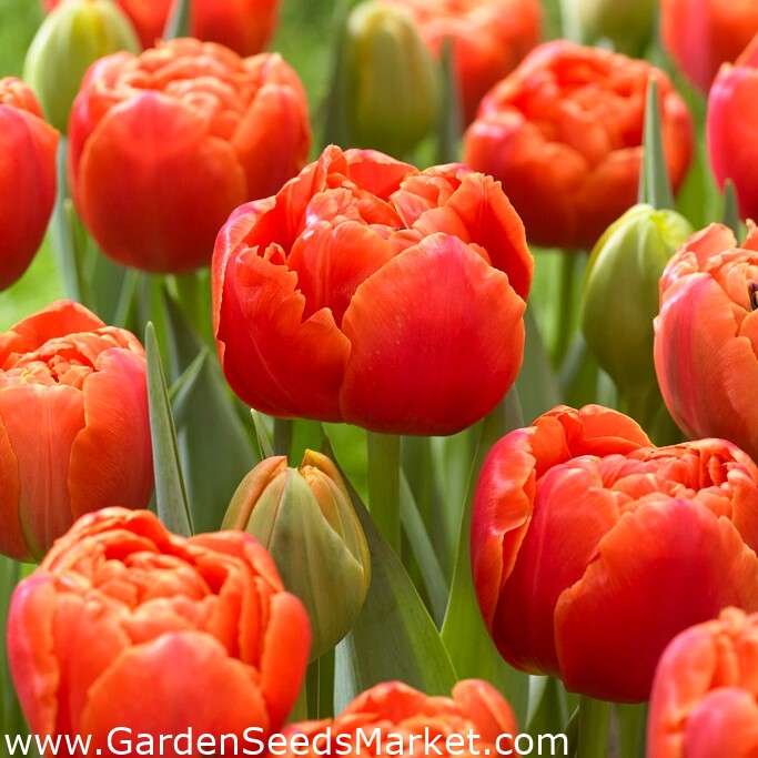 Ikon tulipán - XL csomag - 50 db - – Garden Seeds Market | Ingyenes  szállítás