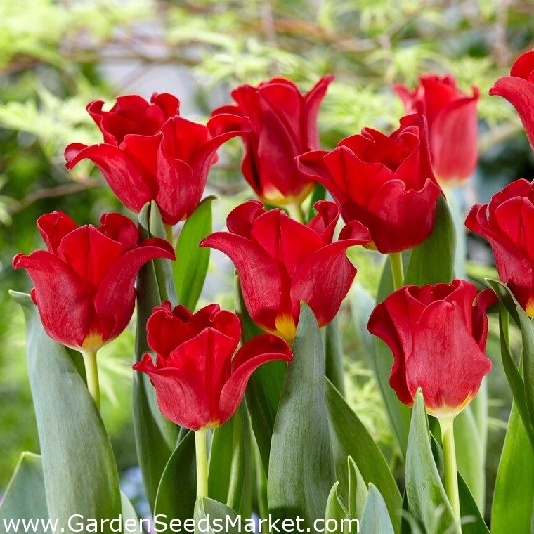 Rdeča obleka tulipan - 5 kosov – Garden Seeds Market | Brezplačna dostava