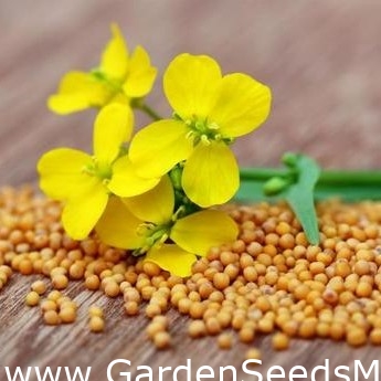 Brauner Senf 1 kg Garden Seeds Market Kostenloser Versand