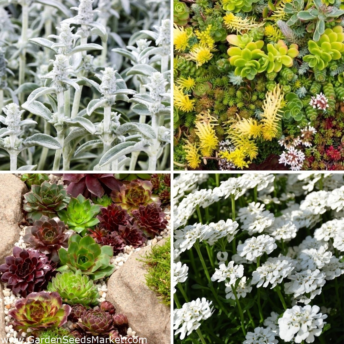 Flores do jardim de rochas - conjunto de sementes 4 variedades de ...