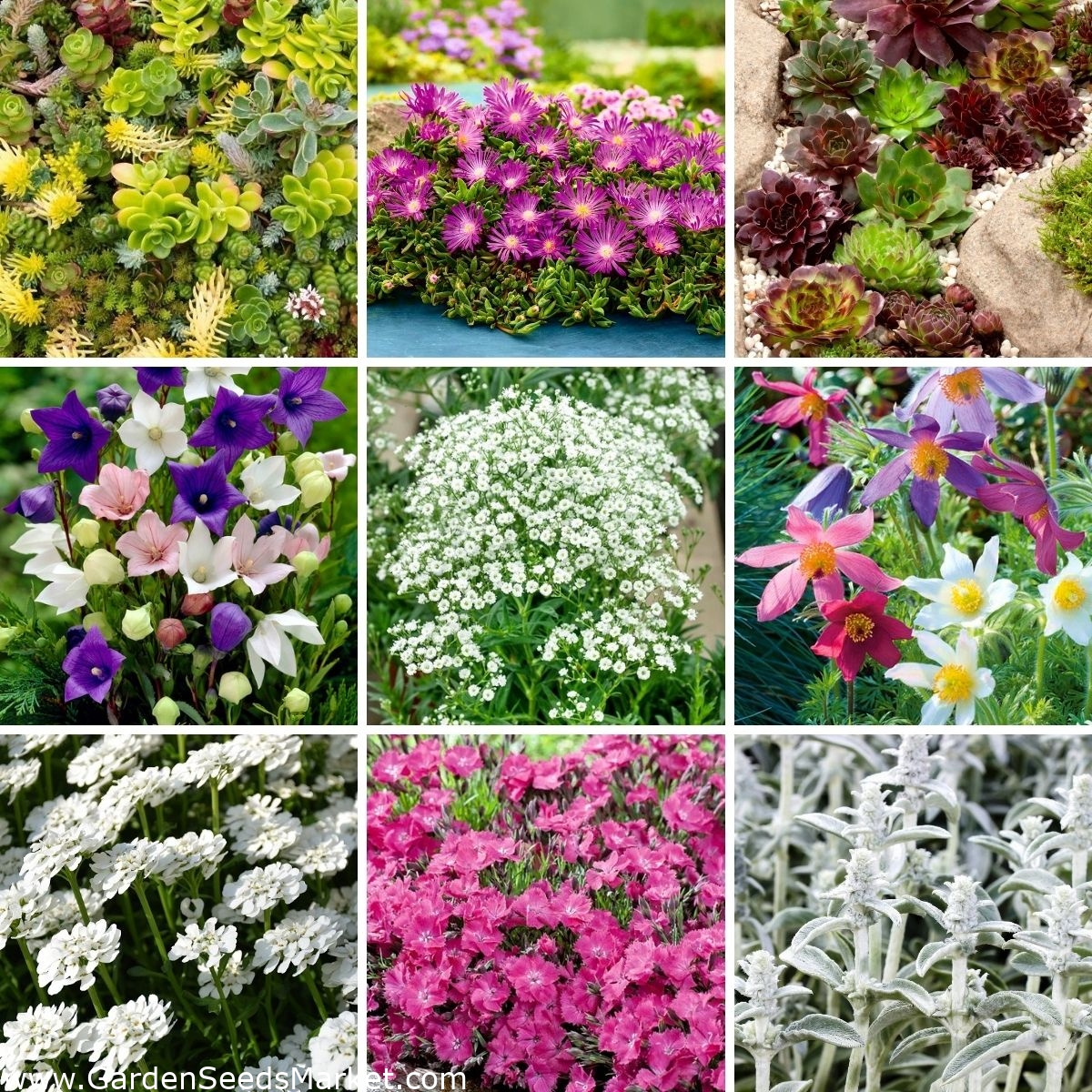 Rock garden flowers set of seeds 9 plant varieties Garden Seeds