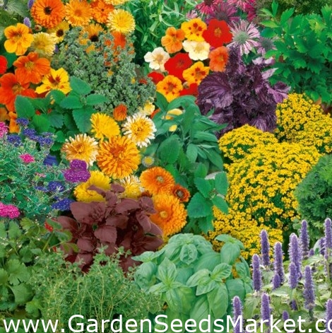 blanding - – Garden Seeds Market | Gratis fragt