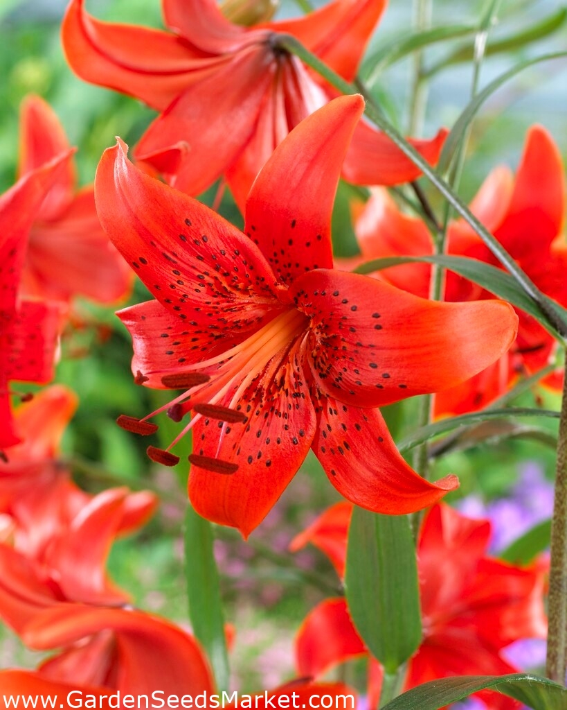 Red Life tiger lily Garden Seeds Market Free shipping
