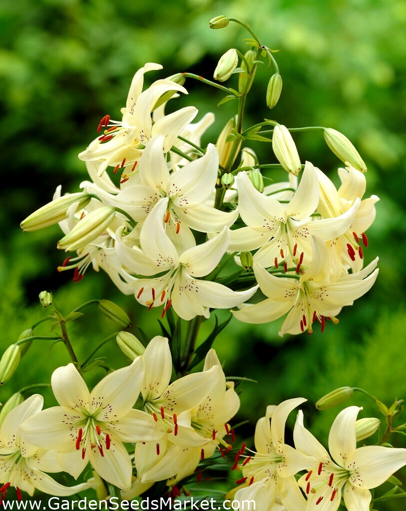 Sweet Surrender tiger lily Garden Seeds Market Free shipping