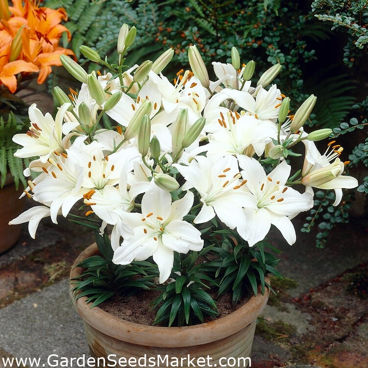 Happy Ice dwarf lily for growing in pots – Garden Seeds Market | Free ...