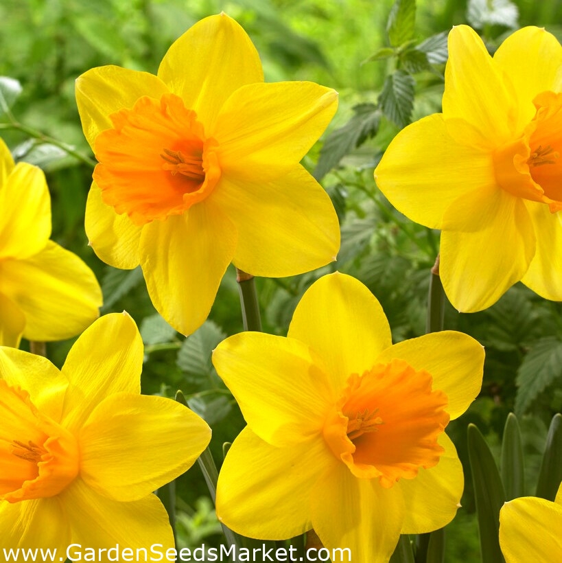 Bright Jewel daffodil 5 pcs Garden Seeds Market Free shipping