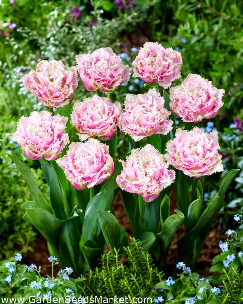 Tulipán Perth 5 piezas Garden Seeds Market Envío gratis