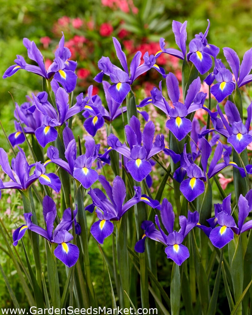 Valentine Holländische Iris XXLPackung 100 Stk Garden Seeds