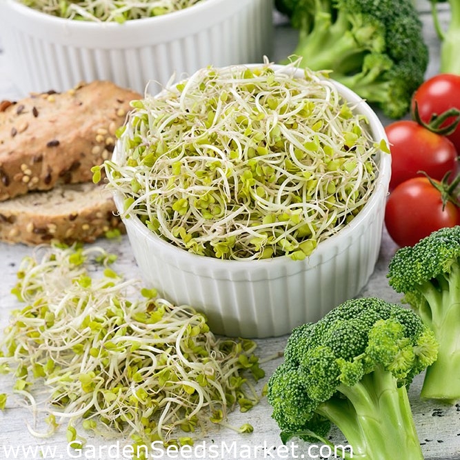 西兰花嫩芽 Brassica Oleracea 種子 Garden Seeds Market 免费送货 西兰花嫩芽 Brassica Oleracea 種子 Garden Seeds Market 免费送货