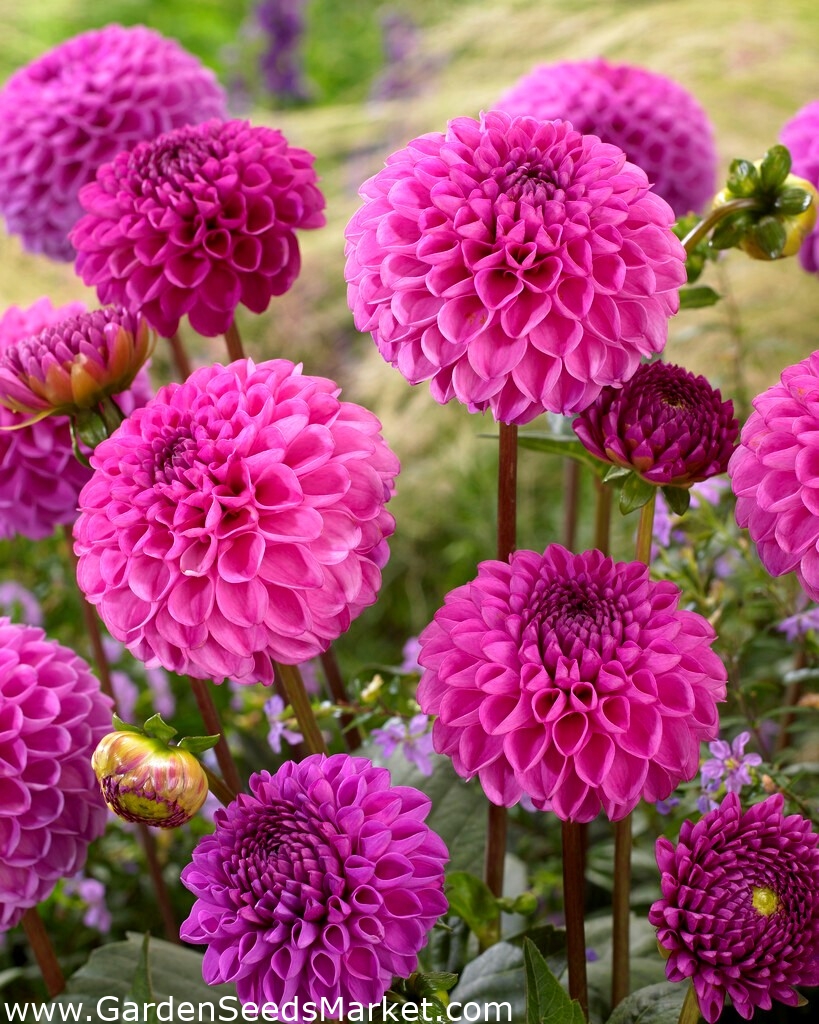 Dahlia Jan van Schaffelaar Garden Seeds Market Gratis frakt