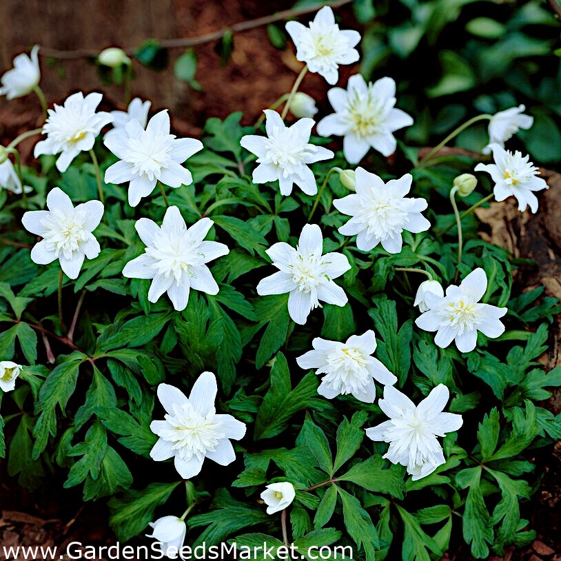 Wood Anemone Vestal Large Pack! 10 pcs Garden Seeds Market