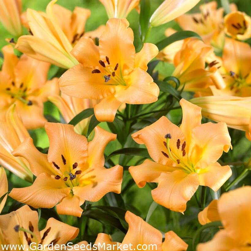 Tree lily - Saltarello – Garden Seeds Market | Free shipping