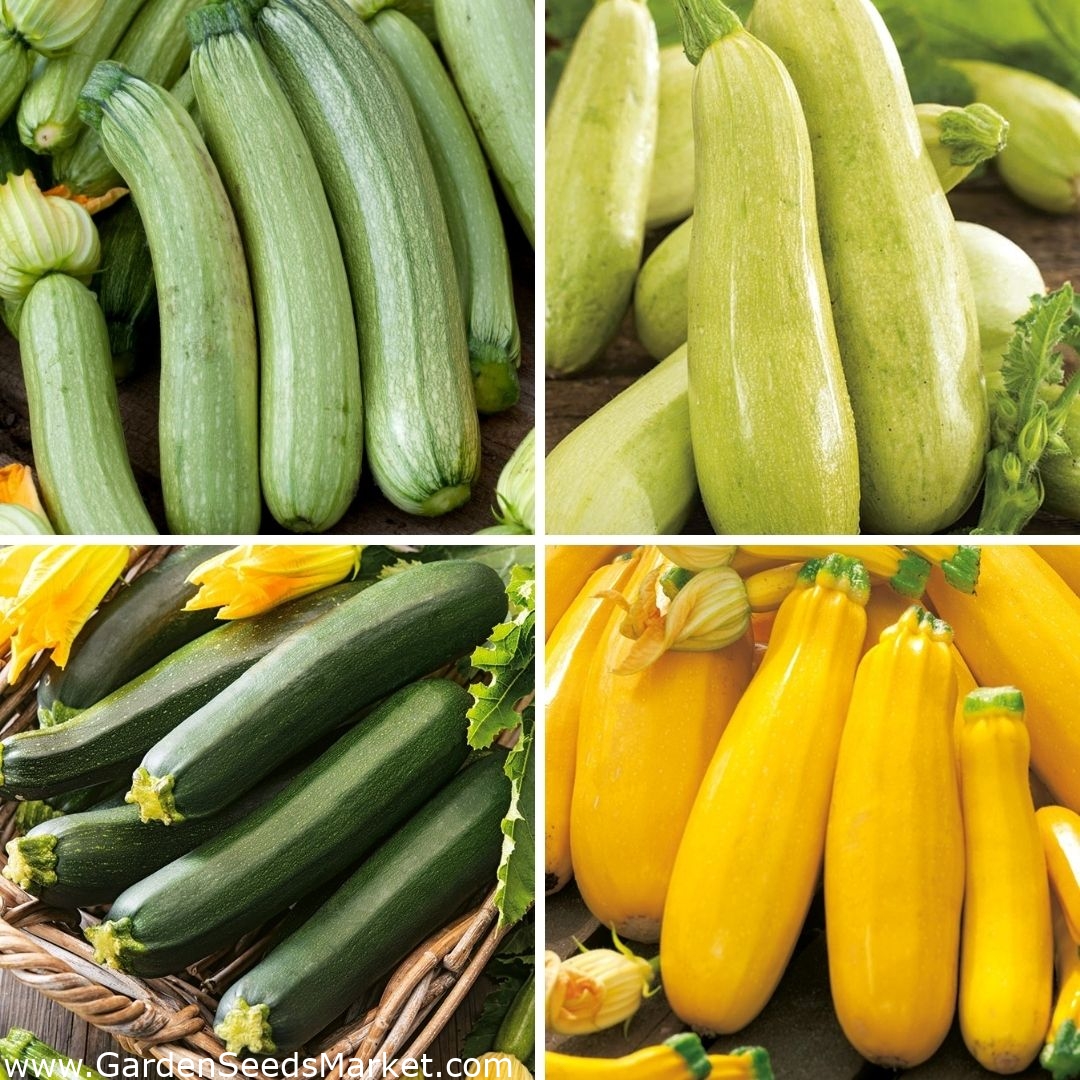 Courgette/zucchini seeds of four varieties Garden Seeds Market