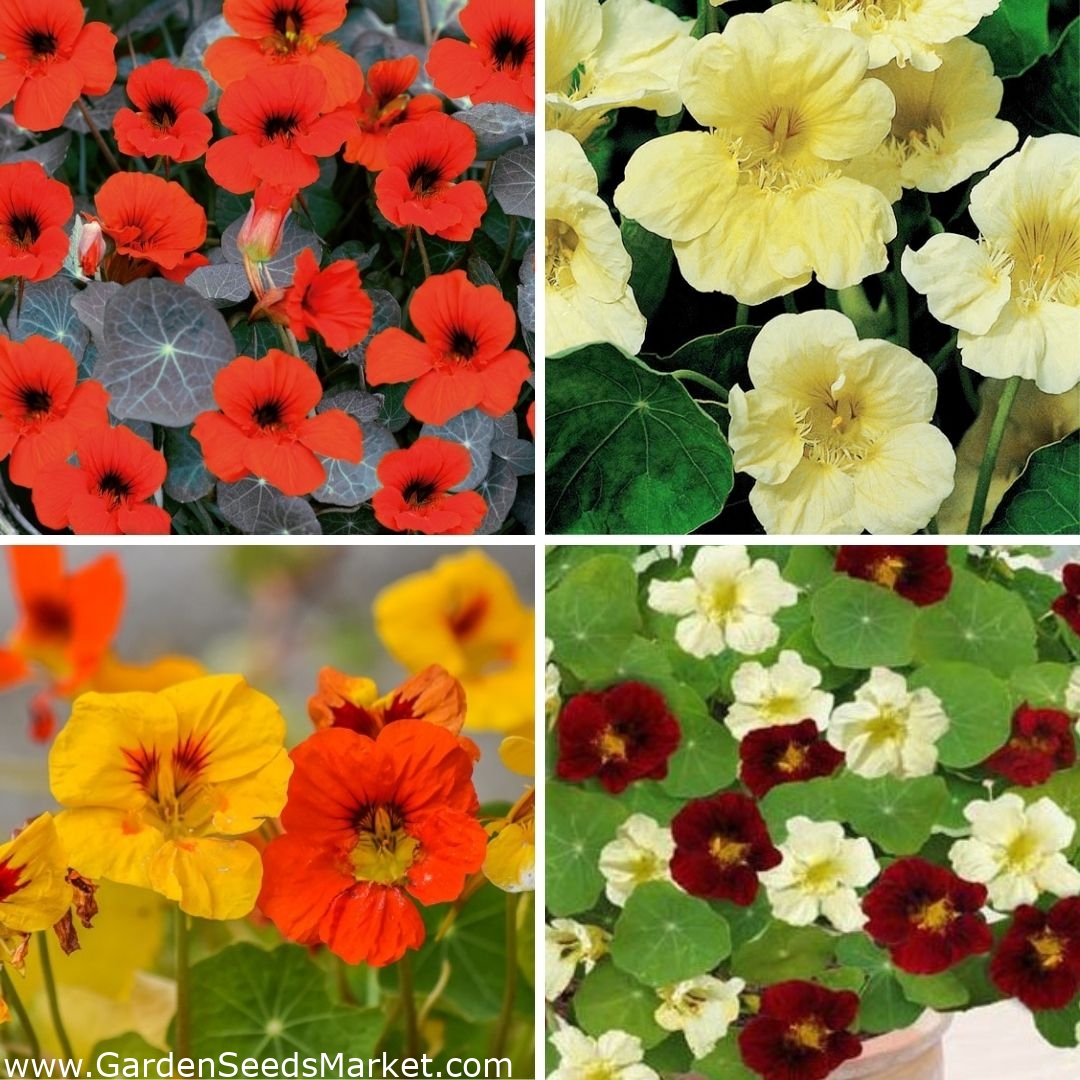 Nasturtium seeds - selection of four varieties – Garden Seeds Market ...