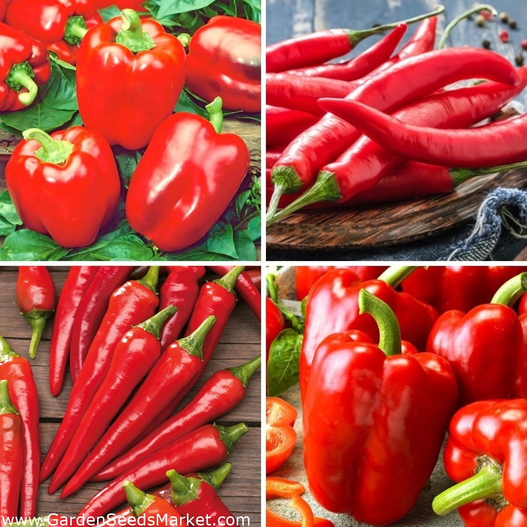 Paprika a chilli - semená štyroch odrôd - – Garden Seeds Market | Doprava  zdarma