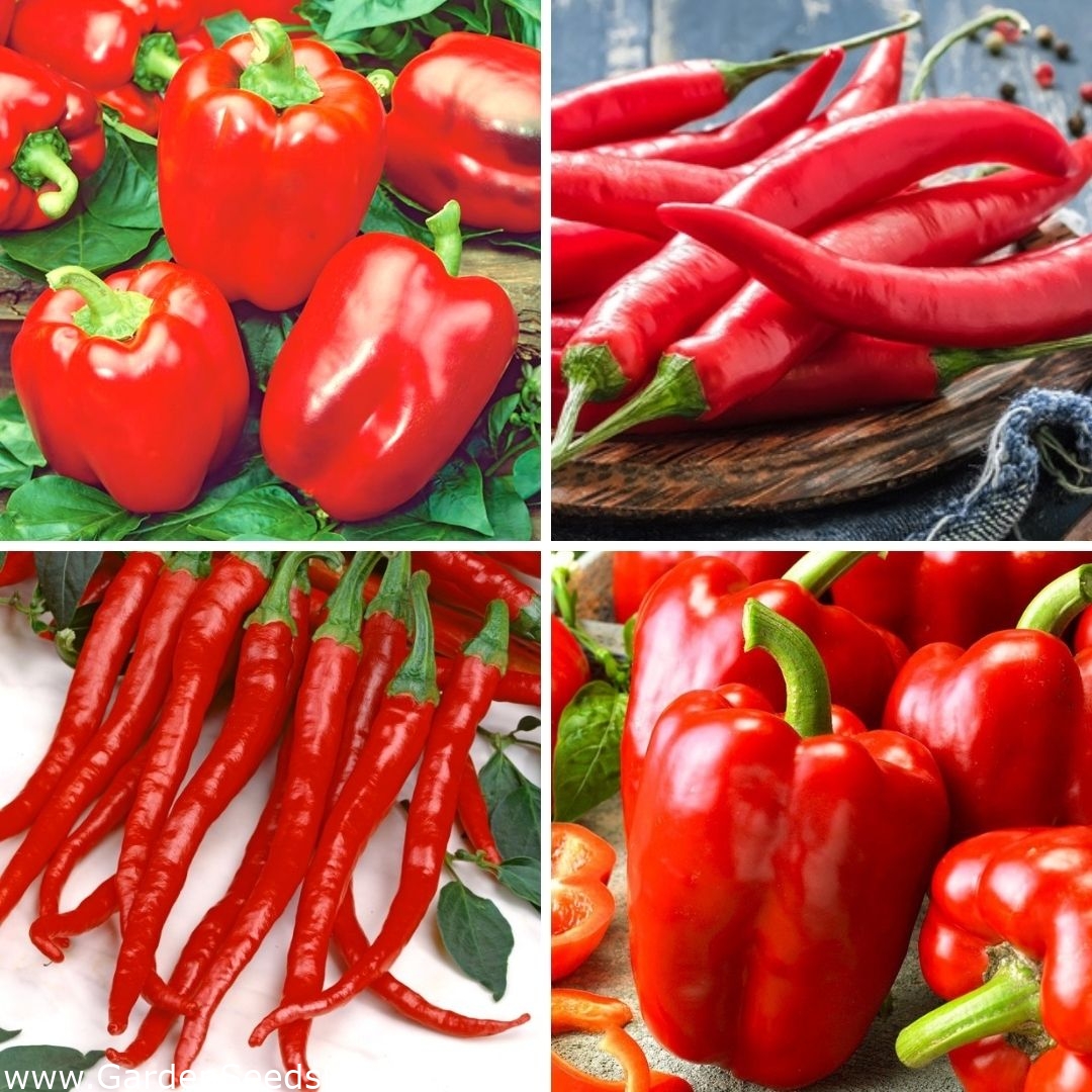 Пипер и чили - семена от четири разновидности - – Garden Seeds Market ...