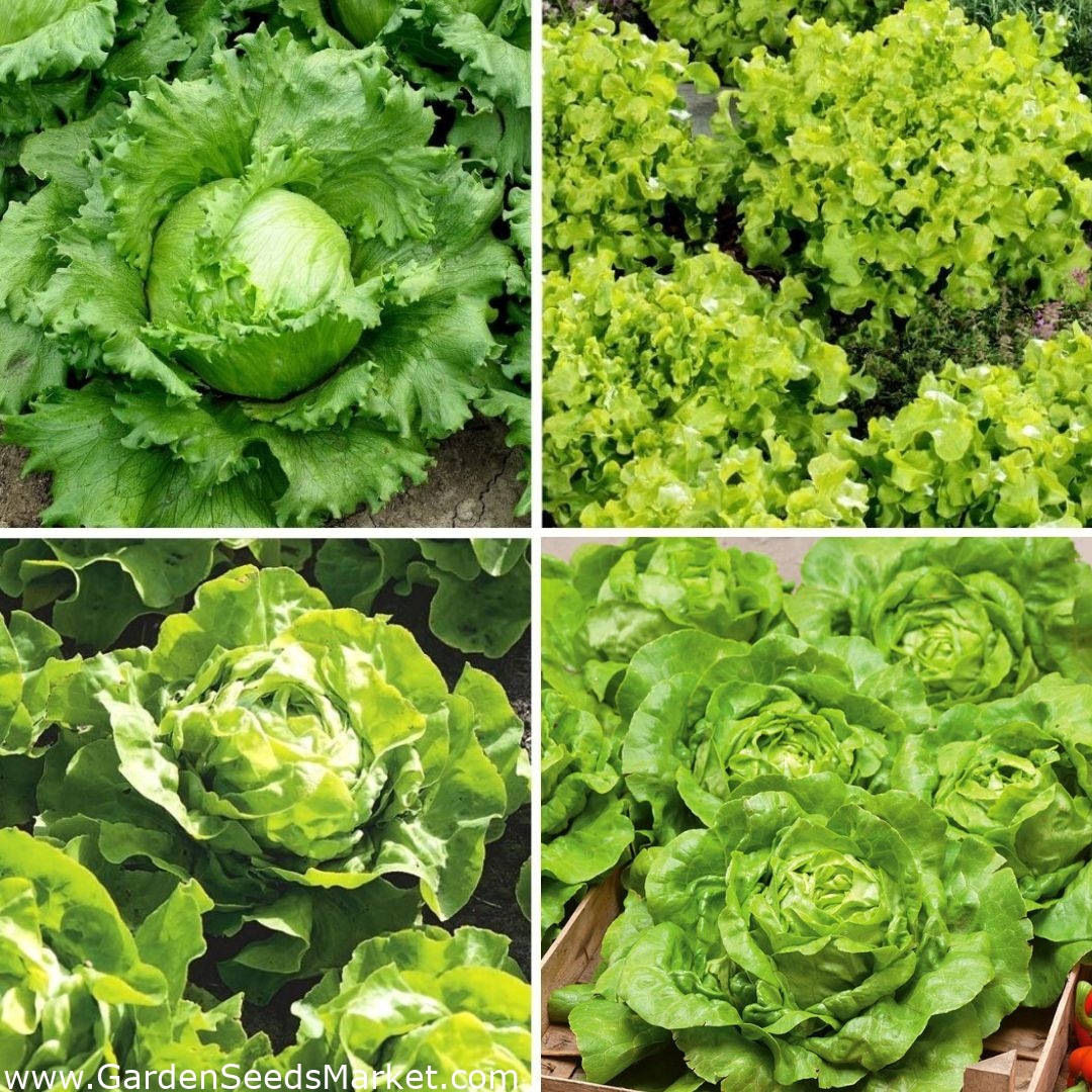 Salat - frø af fire sorter - – Garden Seeds Market | Gratis fragt
