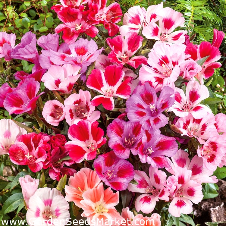 Godetia Satin mix seeds Godetia grandiflora 1500 seeds Garden