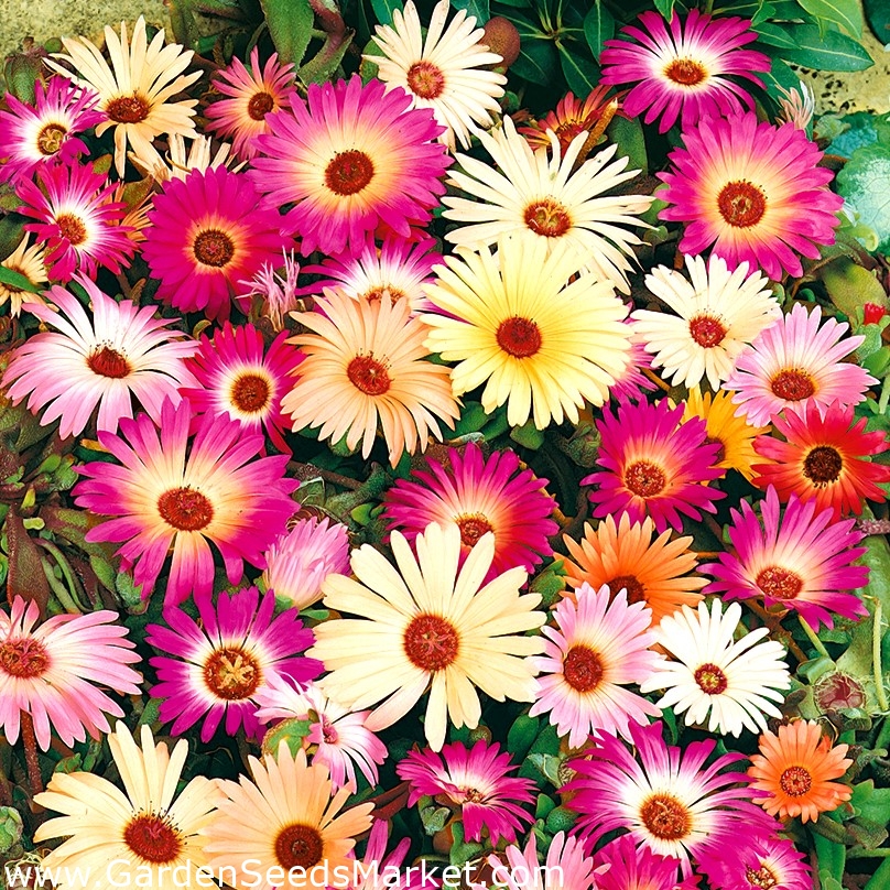 Kúzelný koberec Miešané semená - Mesembryanthemum criniflorum - 1600 semien  - Doroteantus bellidiformis – Garden Seeds Market | Doprava zdarma