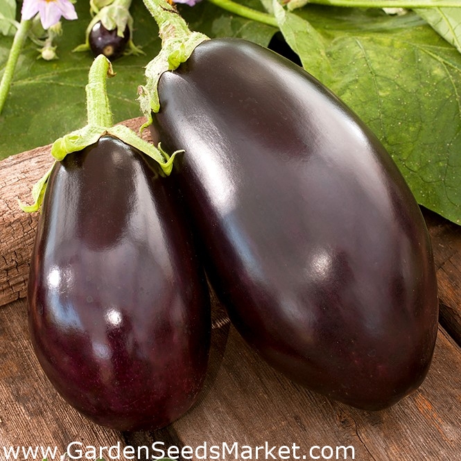 Melanzana - Black Beauty - 210 semi - Solanum melongena – Garden Seeds  Market