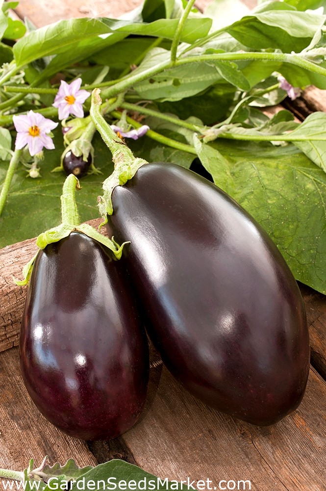 Baklažán, semená baklažánu - Solanum melongena - 210 semien – Garden Seeds  Market | Doprava zdarma
