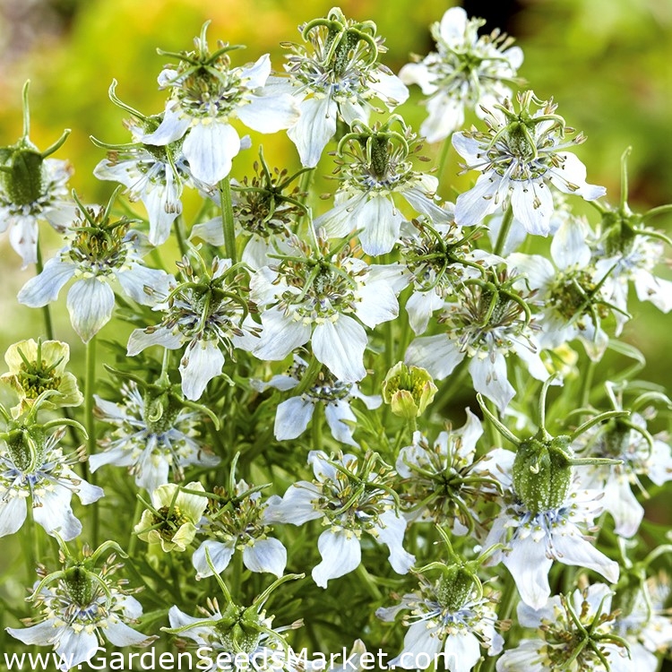 بذور الحبة السوداء - حبة البركة - 250 حبة - Nigella sativa - ابذرة – Garden  Seeds Market | الشحن مجانا