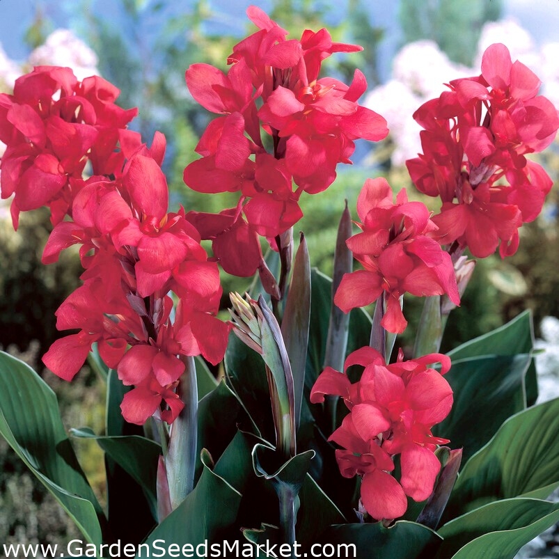 Crimson Beauty kana lilija - XL pakiranje - 50 kom – Garden Seeds Market |  Brezplačna dostava