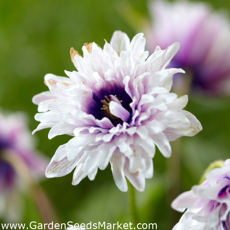 Wood Anemone Blue Eyes Large Pack! 10 pcs Garden Seeds Market