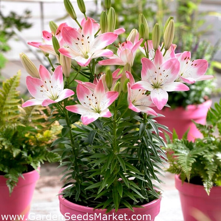 Asiatisk lilje - Sukkerkjærlighet - – Garden Seeds Market | Gratis frakt