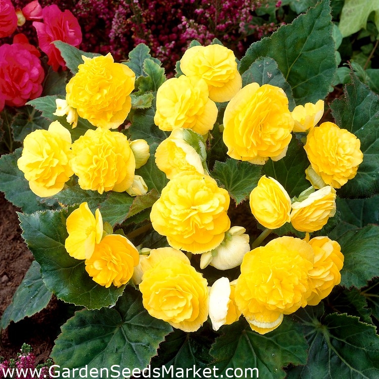 Többvirágú begónia - Multiflora Maxima - sárga - 2 db - – Garden Seeds  Market | Ingyenes szállítás