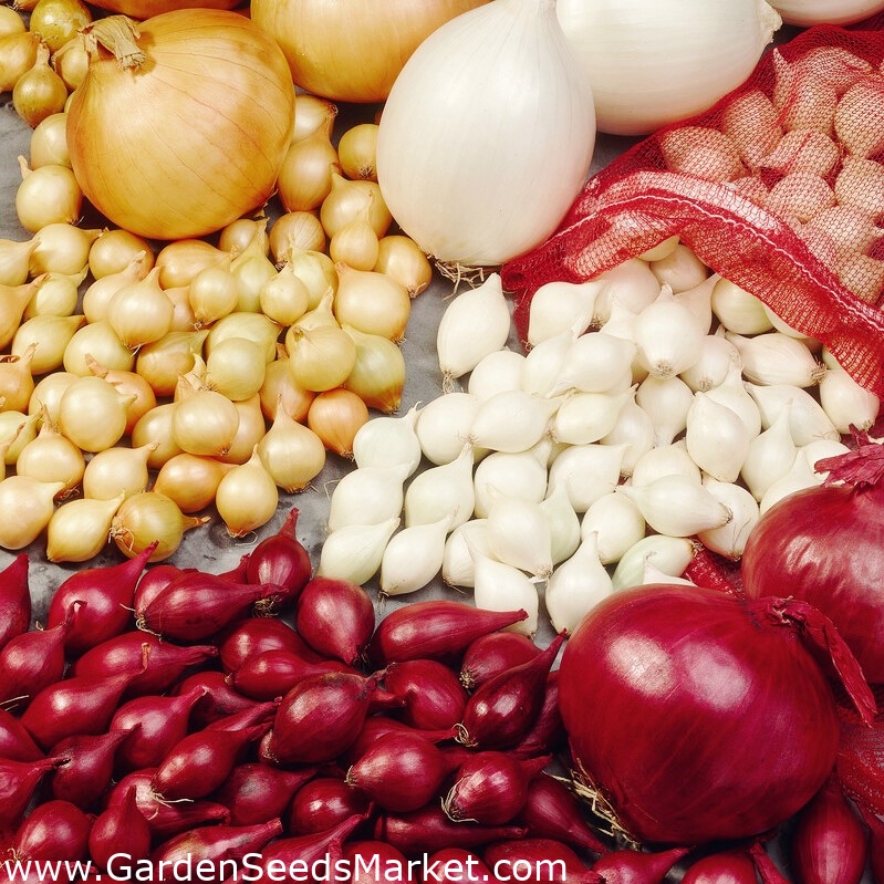 Mešanica sort mlade čebule - 10 kg - – Garden Seeds Market | Brezplačna  dostava