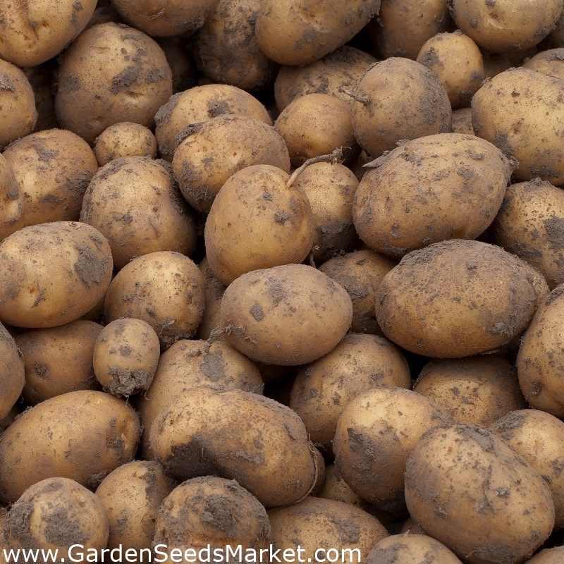 Patate da semina - Gala - varietà precoce - 12 pz - – Garden Seeds Market