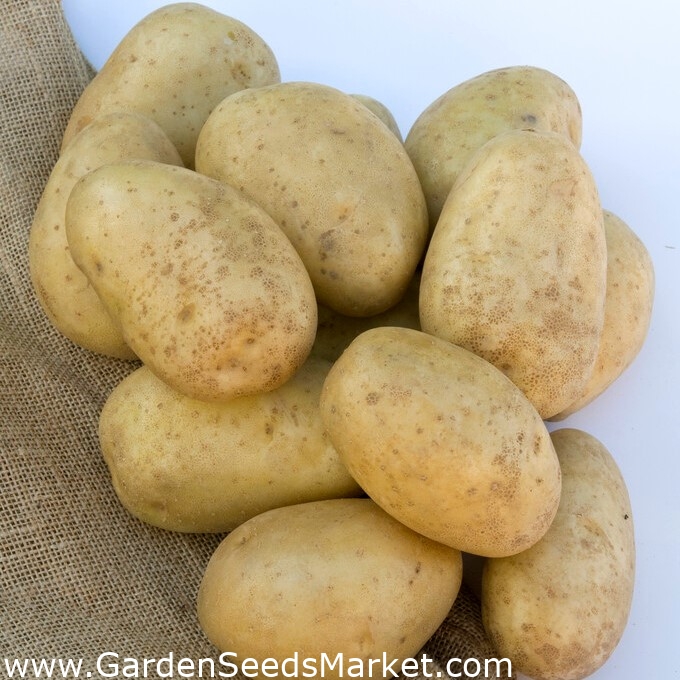 Patate da semina - Lilly - varietà precoce - 12 pz - – Garden Seeds Market