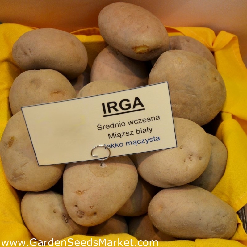 Patate da semina - Irga - varietà medio precoce - 12 pz - – Garden Seeds  Market