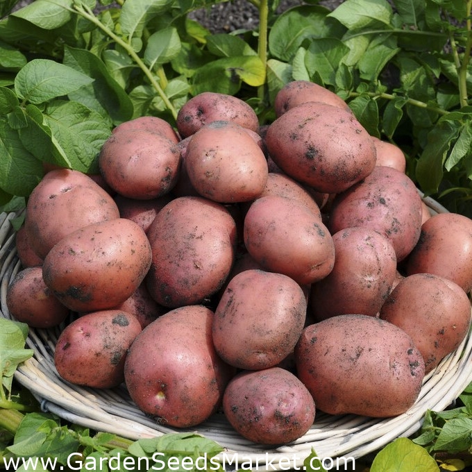 Patate da semina - Ricarda - varietà medio precoce - 12 pz - – Garden Seeds  Market