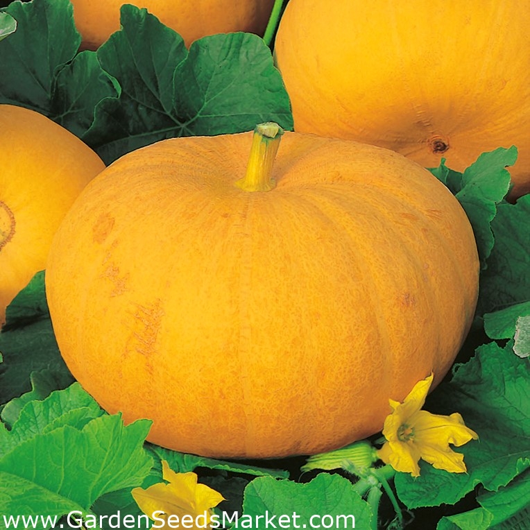 Giant squash seeds - selection of 4 varieties – Garden Seeds Market ...