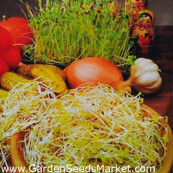 Graines à germer - mélange français + petit germoir GRATUIT ! - graines –  Garden Seeds Market