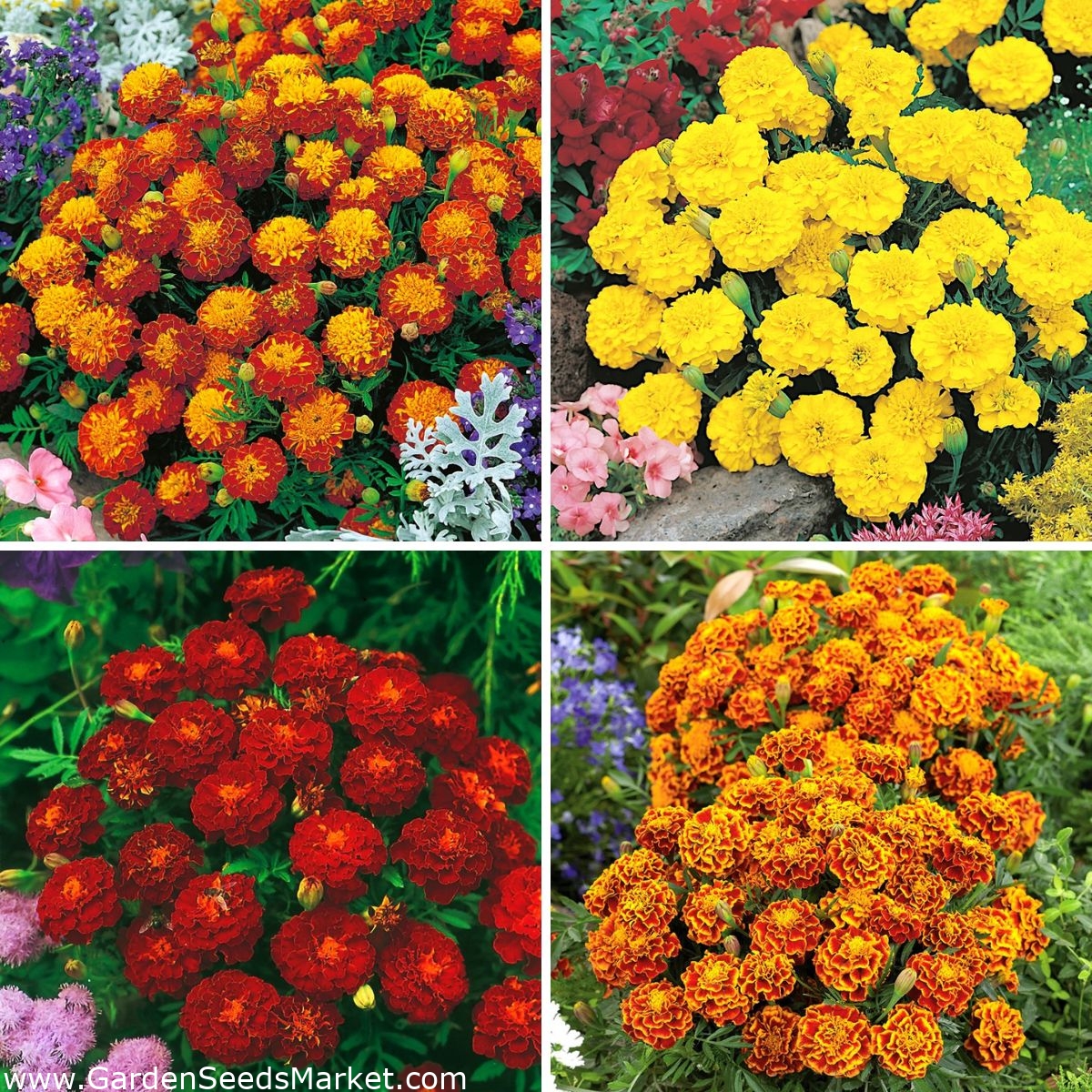 Marigold seeds selection of 4 varieties Garden Seeds Market Free