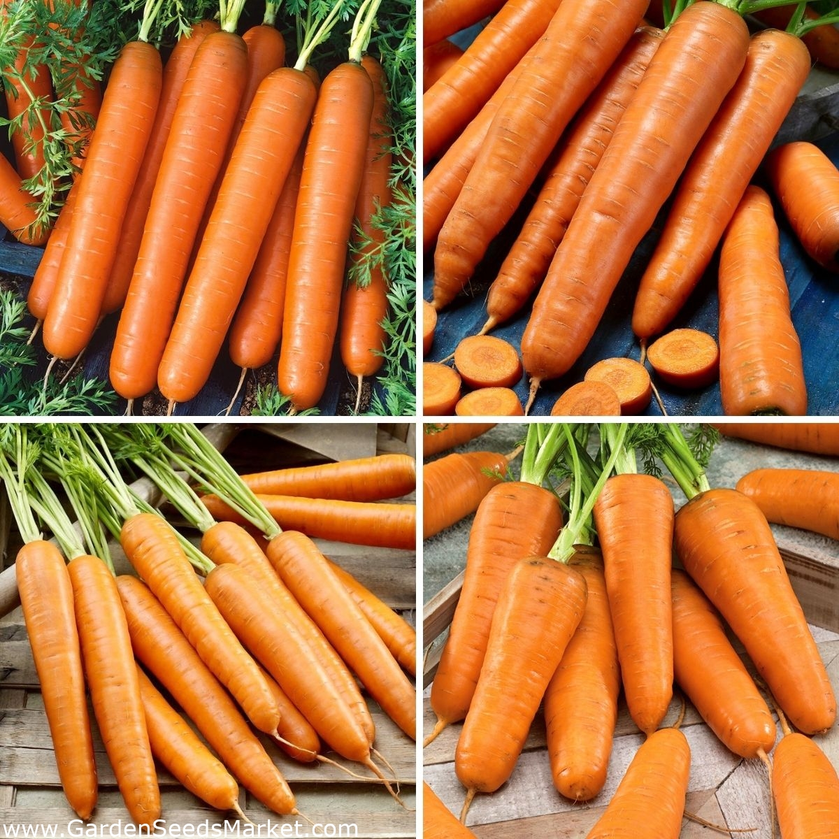 Carrot seeds selection of 4 varieties Garden Seeds Market Free shipping