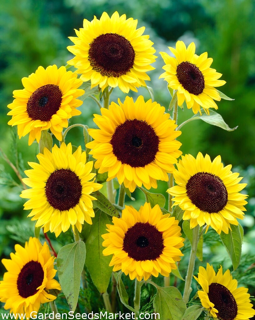 Ornamental sunflower Henry Wilde 100 g Garden Seeds Market Free