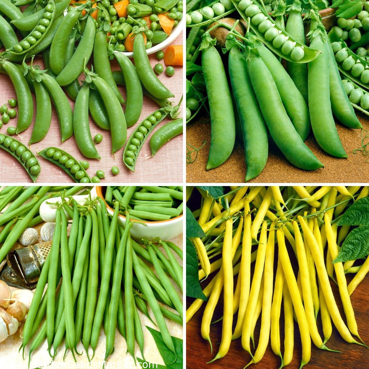 Bonen- en erwtenzaden - selectie van 4 soorten - – Garden Seeds Market ...