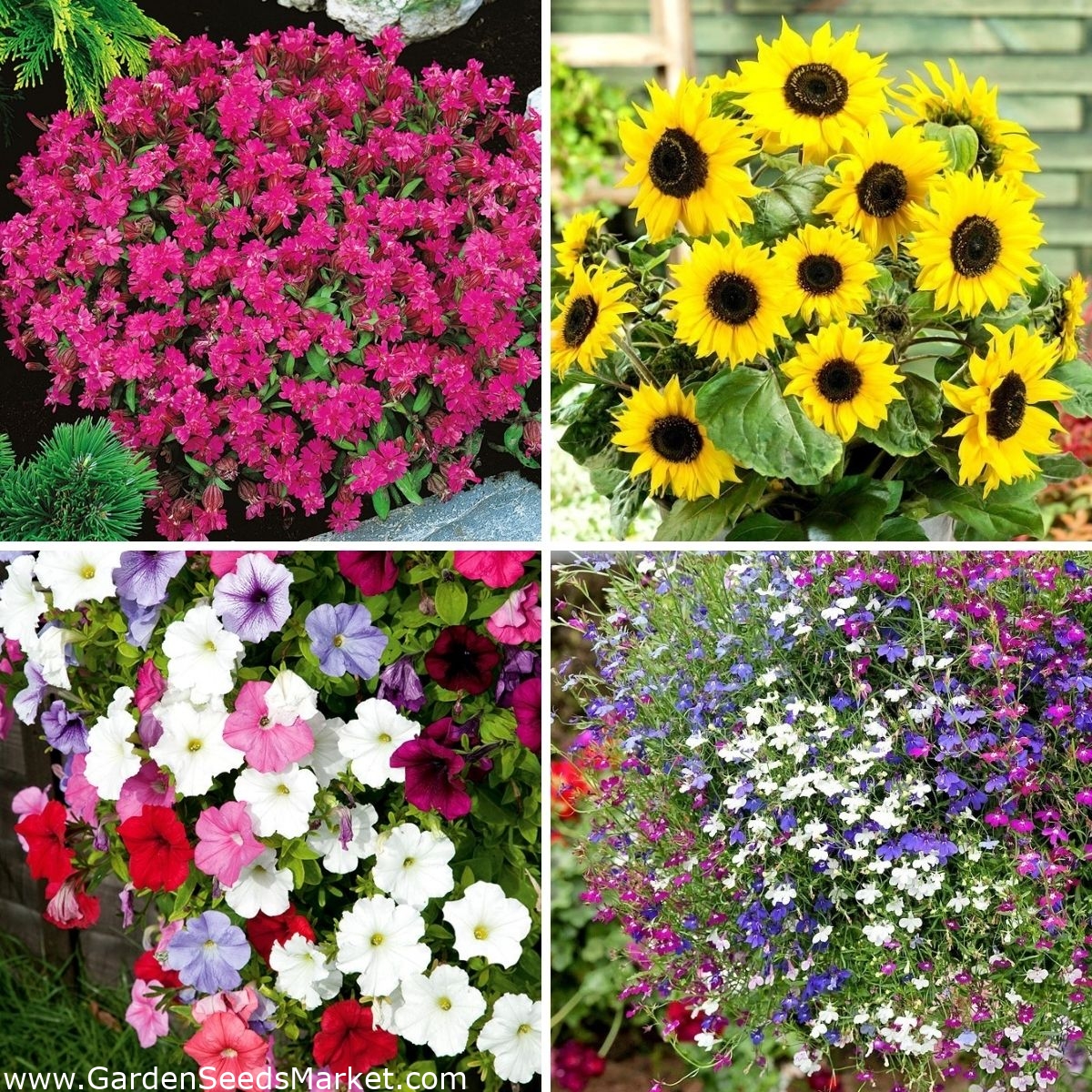 Semi di fiori in vaso - selezione di 4 varietà - – Garden Seeds Market