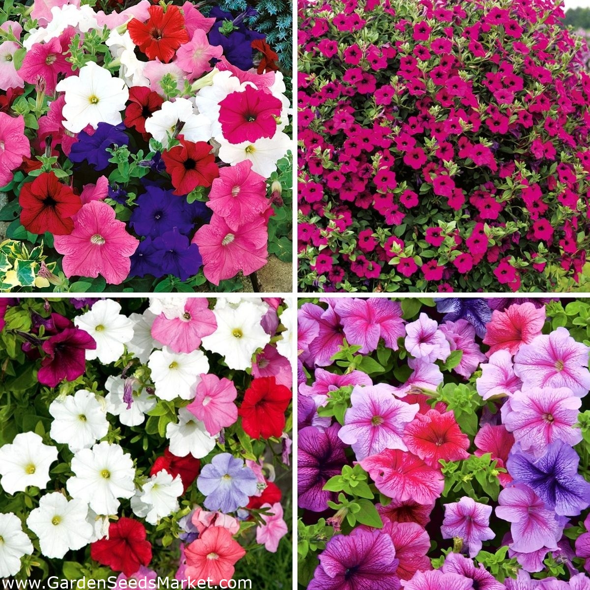 Petunia seeds selection of 4 varieties Garden Seeds Market Free