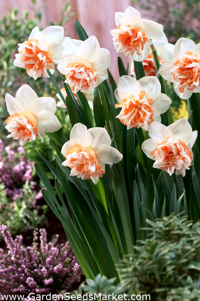 Double Daffodil Extravaganza GIGA Pack! 250 pcs Garden Seeds
