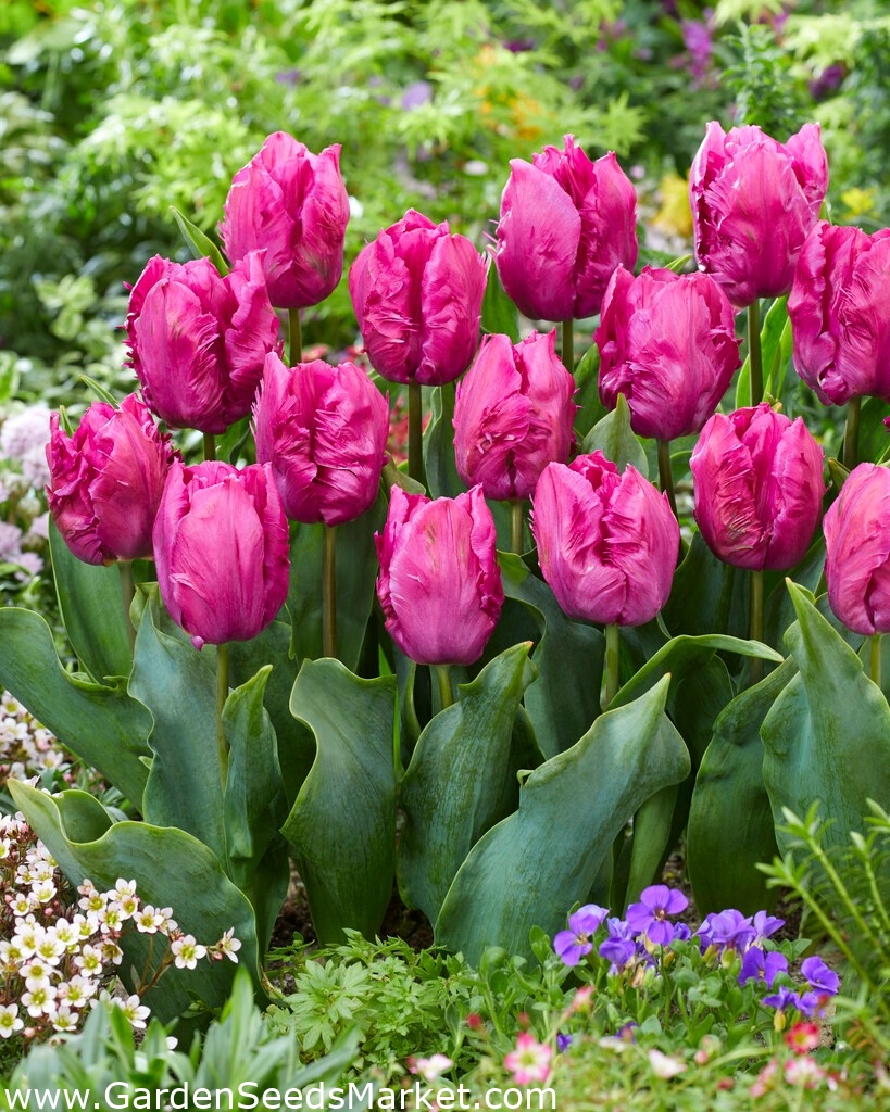 Tulipan "Parrot Prince" - 5 čebulic – Garden Seeds Market | Brezplačna  dostava