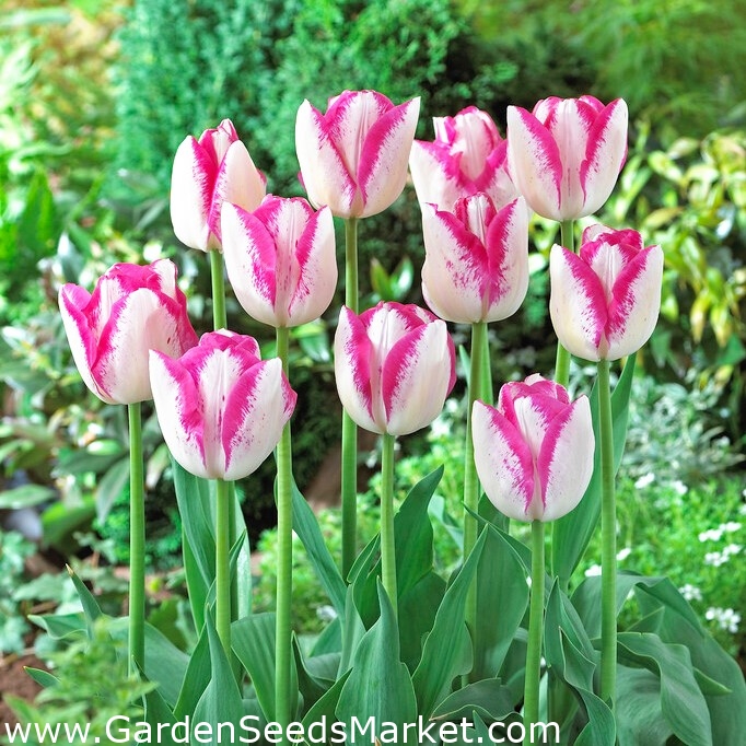 Tulip Del Piero 5 pcs Garden Seeds Market Free shipping