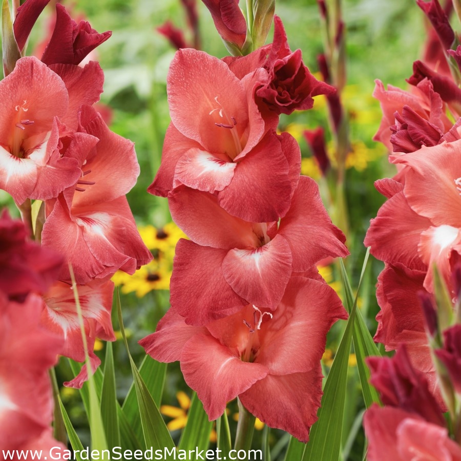 Gladiole best sale