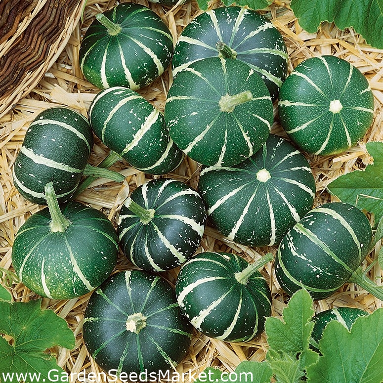 Ornamental Squash 'Flat Striped' seeds (Cucurbita pepo) Garden