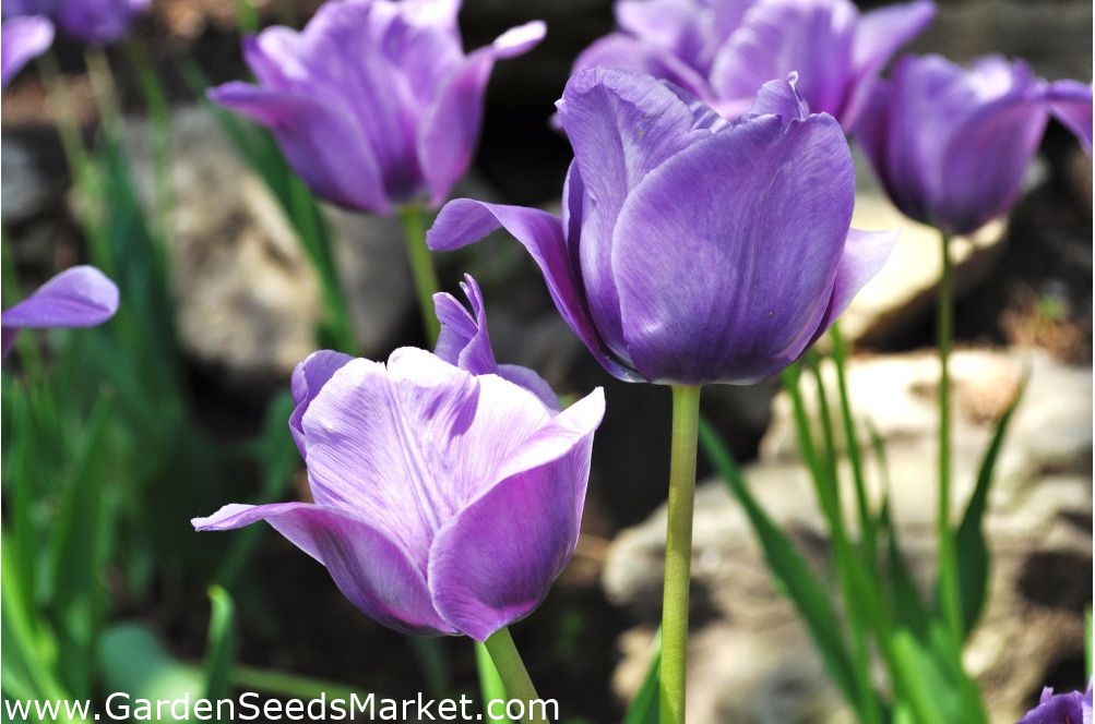 Tulipa Blue Aimable Tulip Blue قابل اجرا 5 لامپ Garden Seeds Market ارسال رایگان
